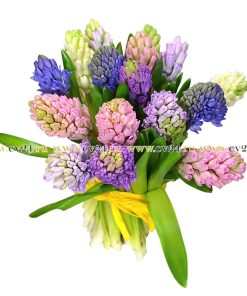 Охапка гиацинтов