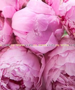 Охапка розовых пионов